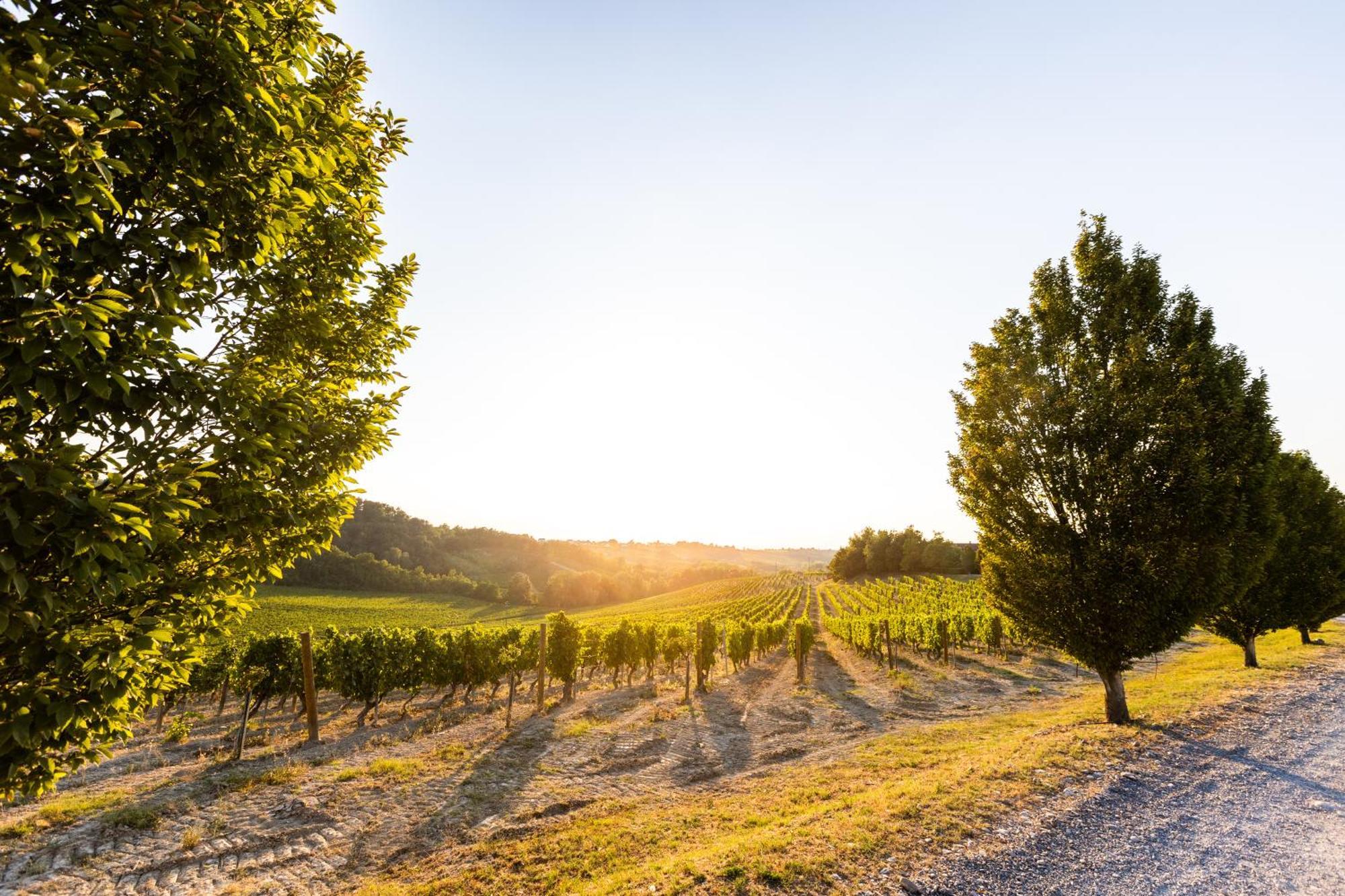 Tenuta La Meirana Gavi Luaran gambar