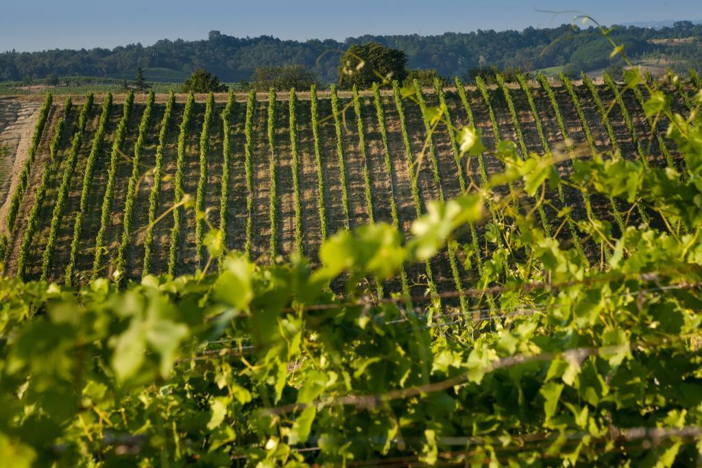 Tenuta La Meirana Gavi Luaran gambar